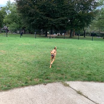 Fairmont Dog Park photo 1